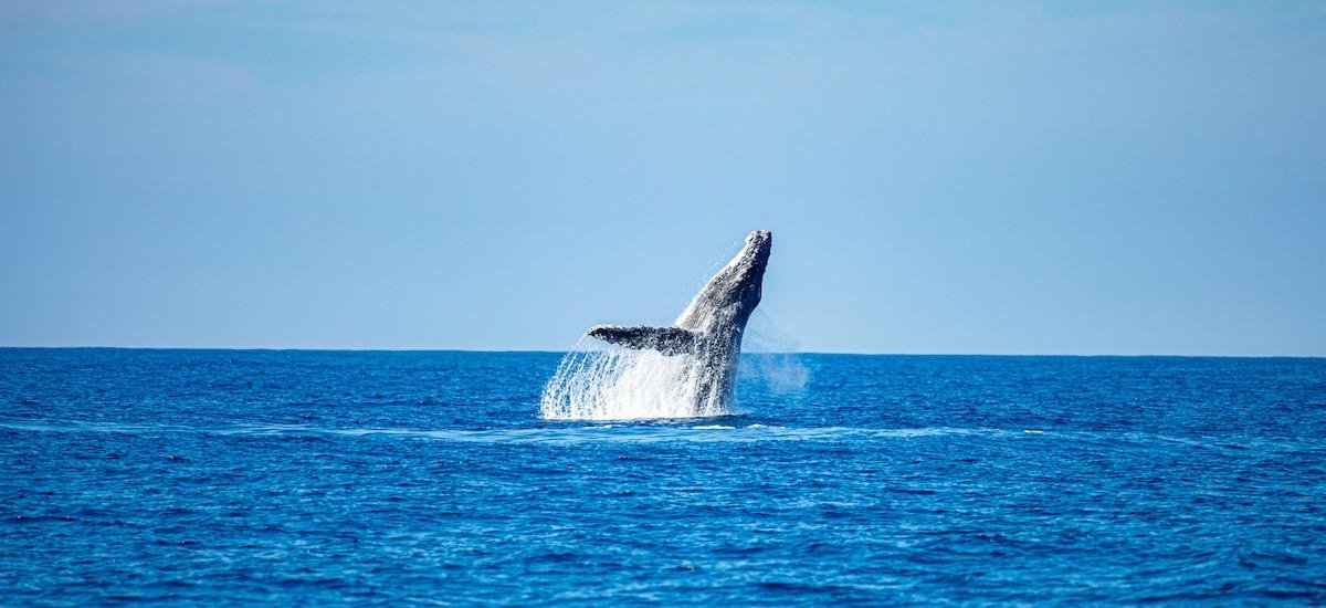 El gobierno de El Salvador divulga lineamientos para el avistamiento de ballenas
