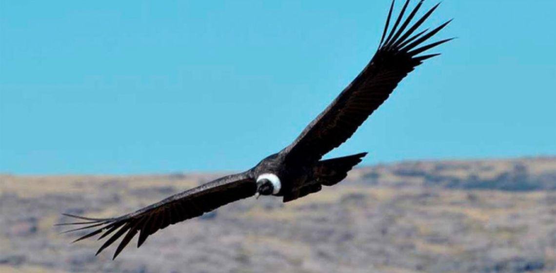 Insólita multa: piloto tuvo que pagar con 30 pares de zapatos