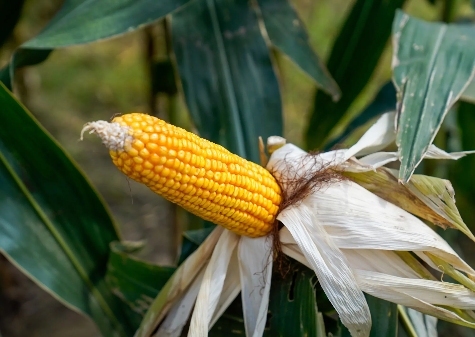 El agro argentino necesita acelerar el paso para aprovechar una gigantesca oportunidad histórica
