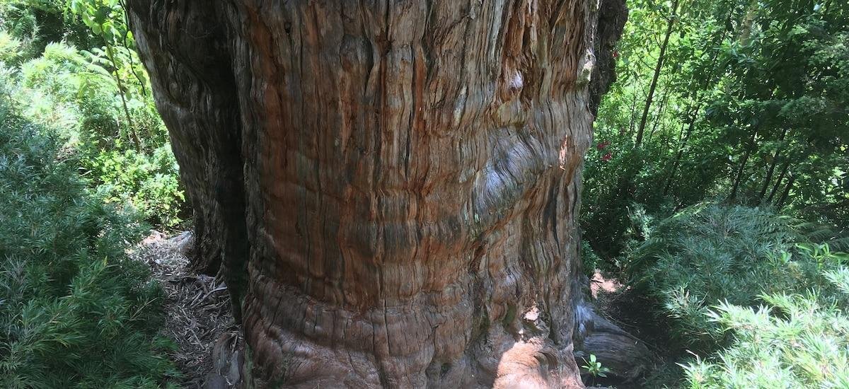 El papel de los alerces gigantes en la resiliencia de los bosques y la lucha contra el cambio climático