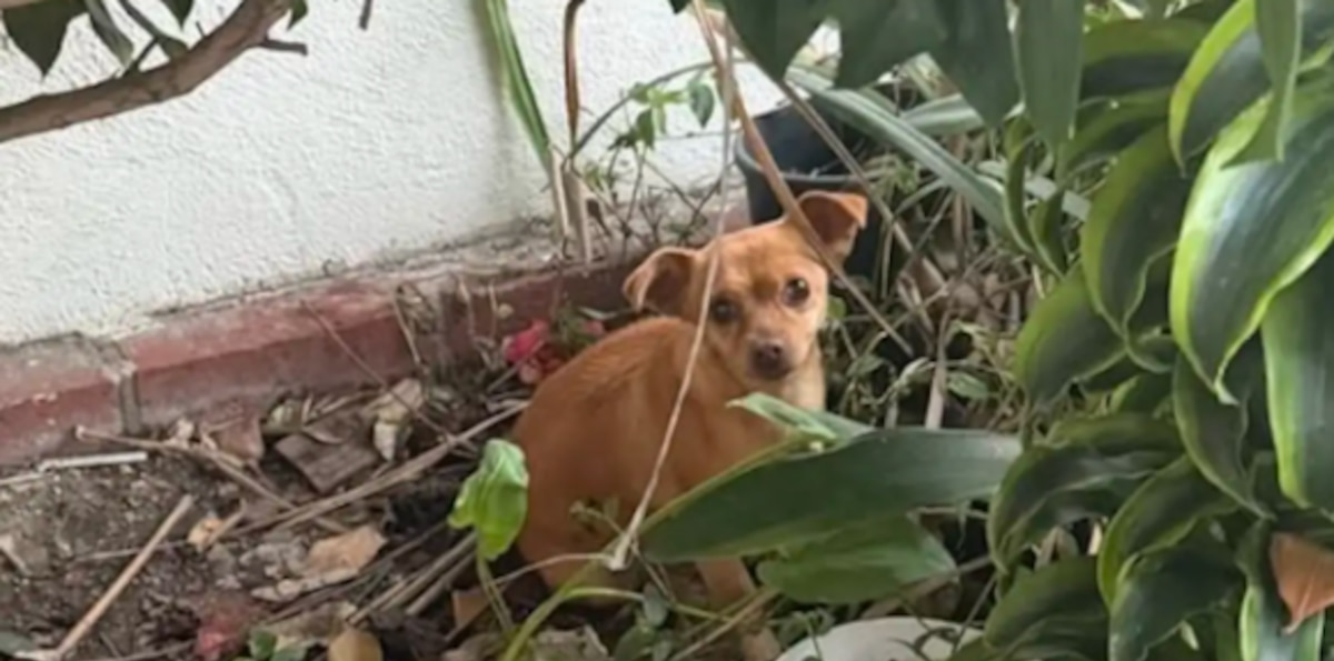 Encontraron una perra abandonada entre los arbustos, pero después descubrieron su verdadera identidad