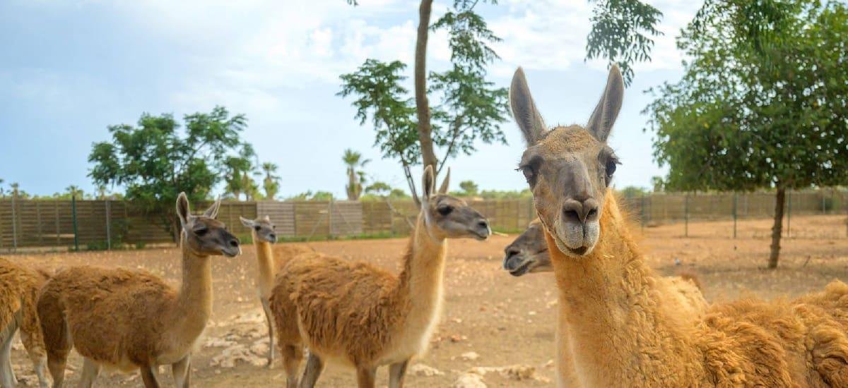 Argentina hace historia con el regreso de un mamífero extinto hace 110 años en esta región - El Cronista