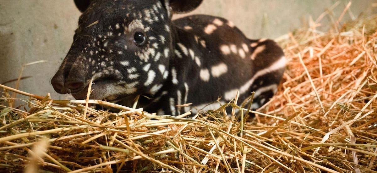 España hace historia con el nacimiento de un tapir malayo: qué es y por qué quedan tan pocos en el mundo