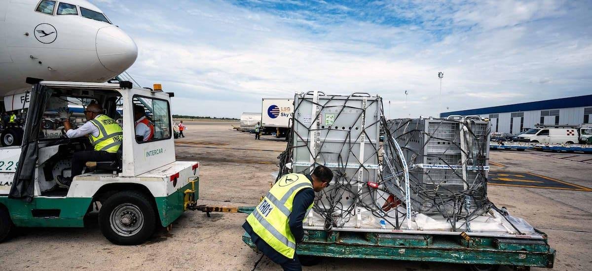 Cuidada logística para un nuevo comienzo de animales silvestres