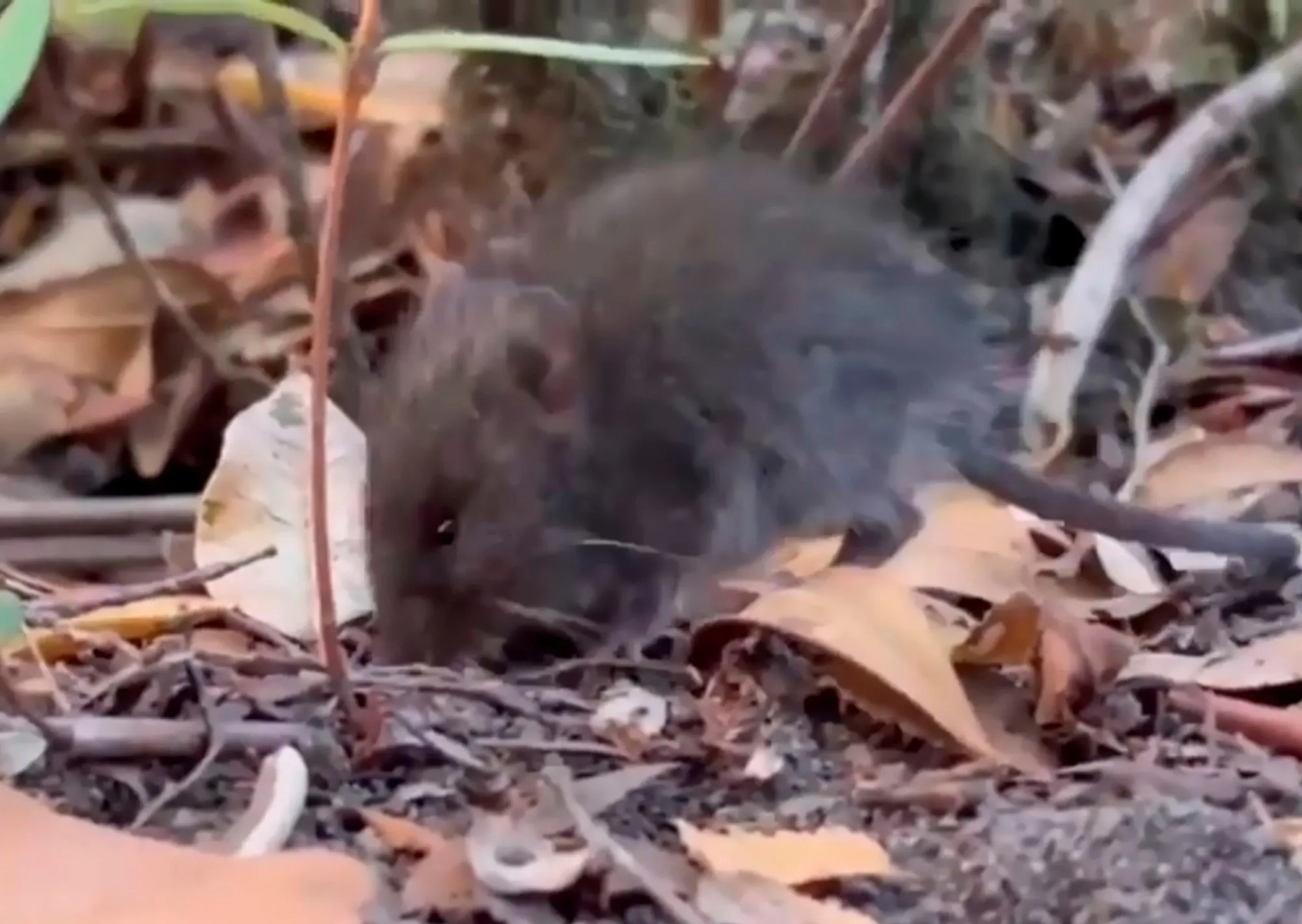 Aislaron en España a un turista franco-argentino que dio positivo al hantavirus en Francia: no tiene síntomas y le realizarán nuevos exámenes