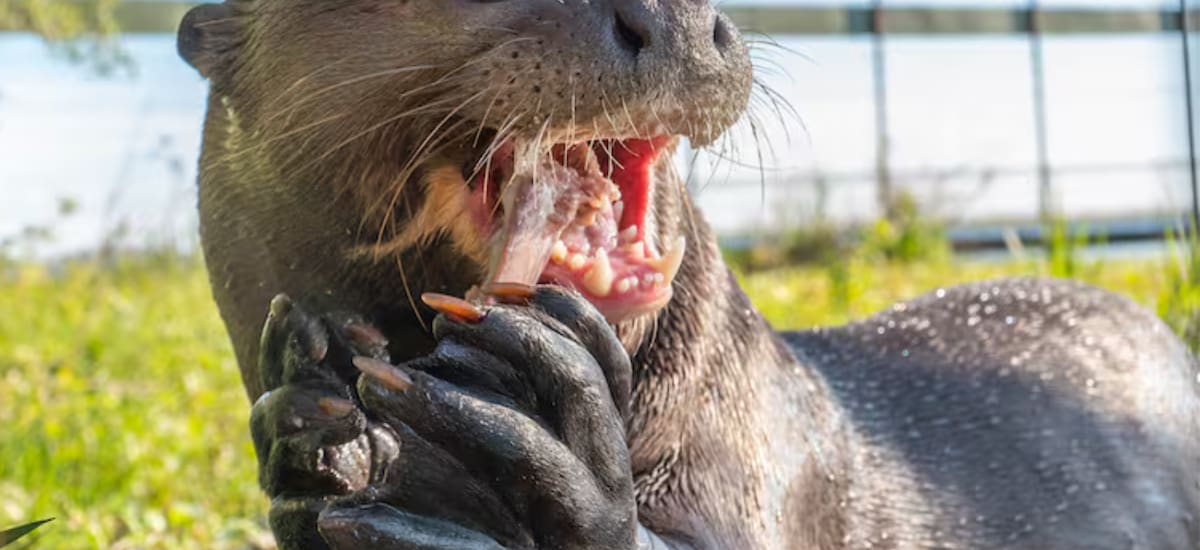 Argentina hace historia con el regreso de este mamífero extinto hace más de 25 años en esta región - El Cronista