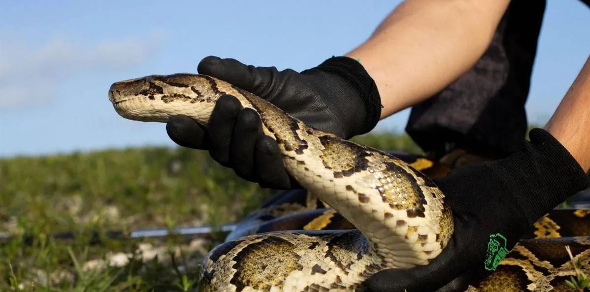 Un depredador inesperado: buitres atacan a pitones y frenan su avance como especie invasora