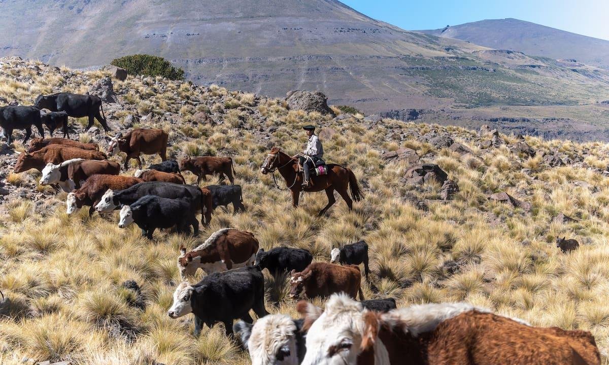 Revés para el Gobierno: un juez rechazó el ingreso de carne con hueso a Santa Cruz