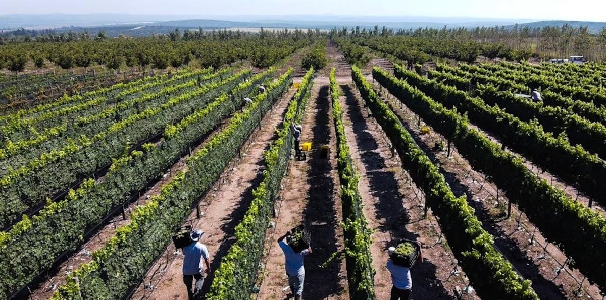 Ya tiene 25 bodegas: una provincia vive un fenómeno único con un vino que cada vez conoce más gente