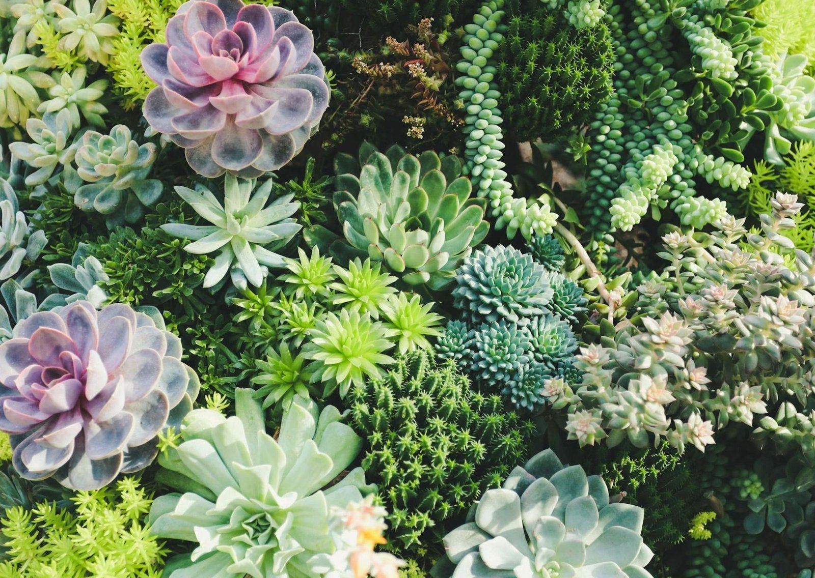 Pocos lo saben: cómo recuperar una suculenta podrida