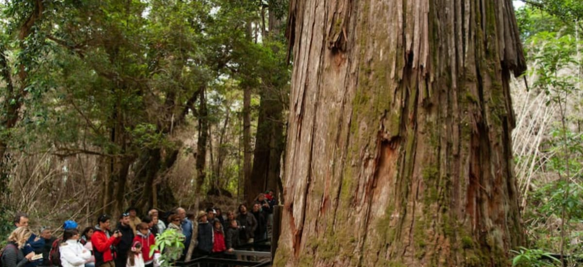 El secreto mejor guardado de la Patagonia: así es el árbol único en el mundo que tiene 2600 años - El Cronista
