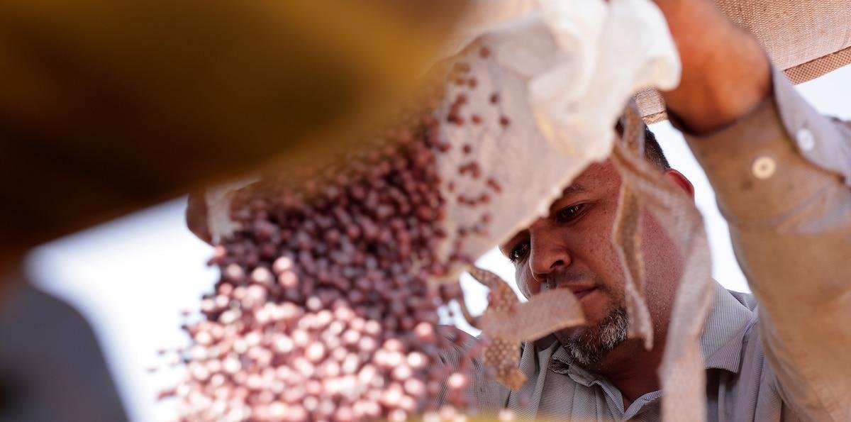 UPOV-91 o ley de semillas: el debate caliente que vuelve entre los productores y la industria semillera