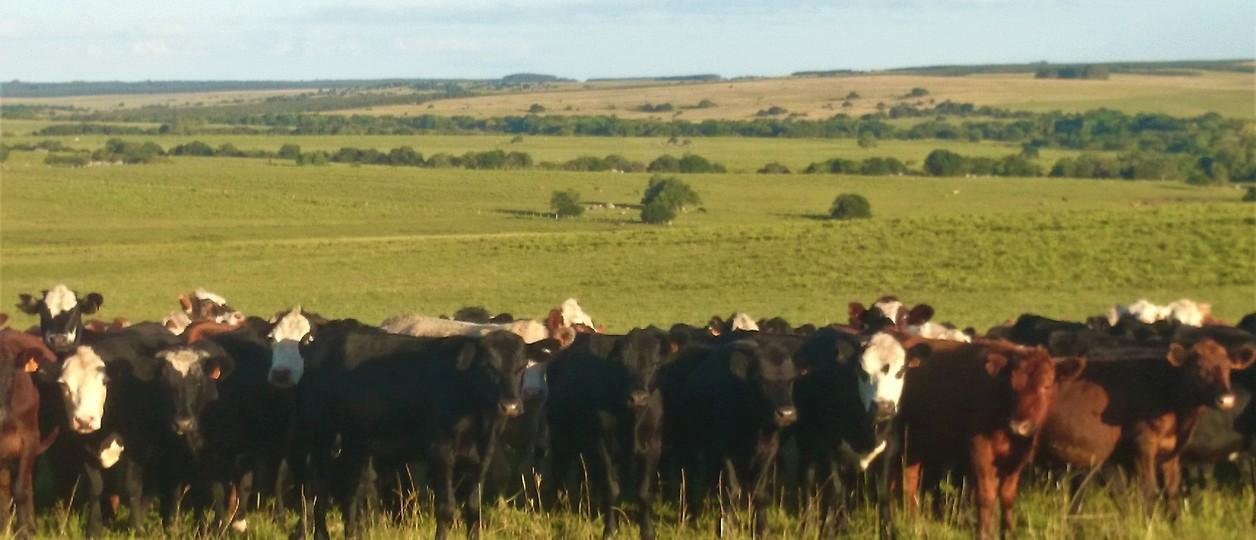 Crecen las recrías, mejora la ecuación del feedlot y nuevos actores se suman a la ganadería