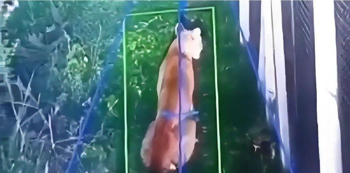 Alerta en Hudson por la aparición de un puma alrededor de un barrio privado