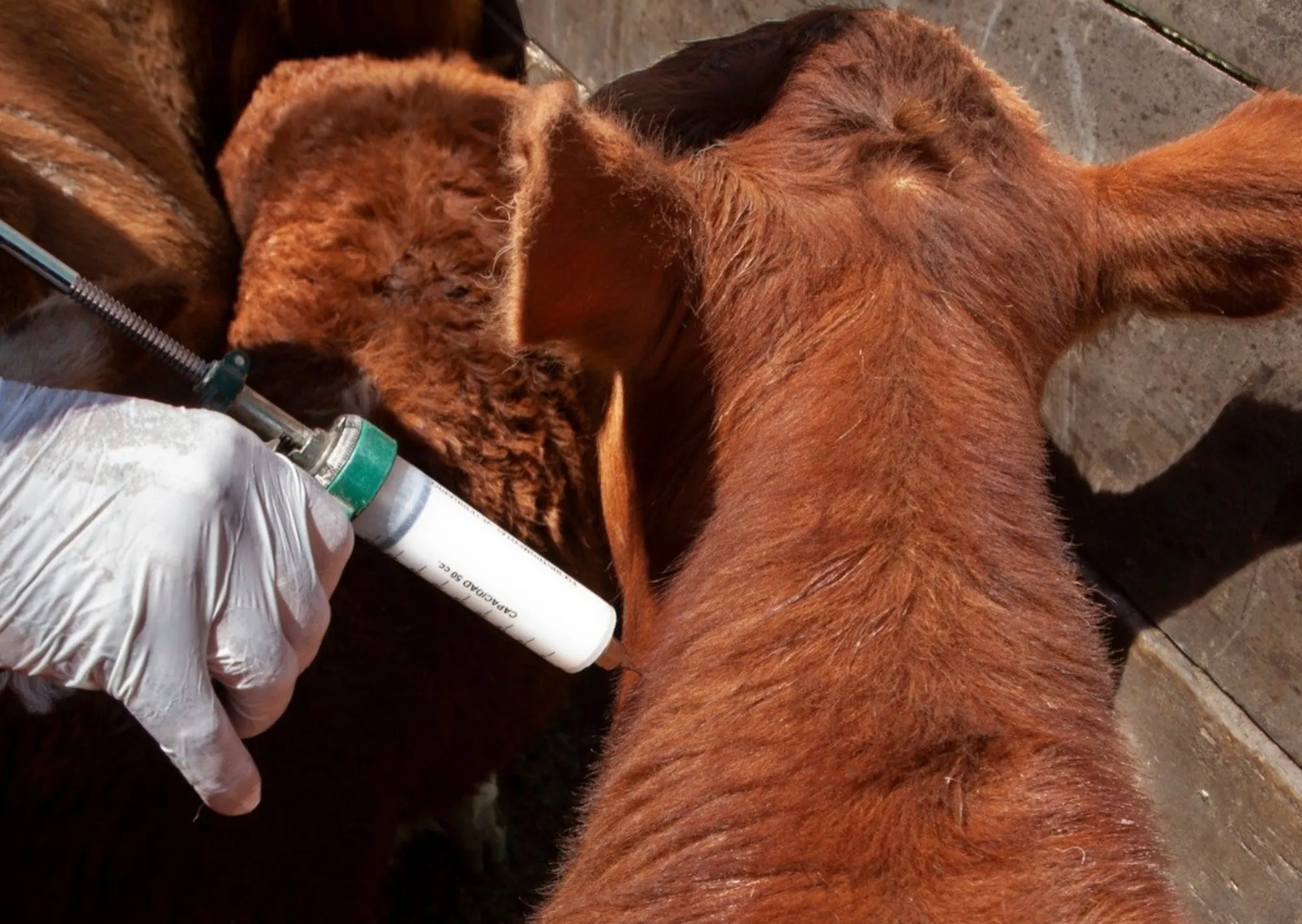 El Gobierno hizo cambios en la campaña de vacunación en la fiebre aftosa: autorizó la libre elección de veterinarios privados