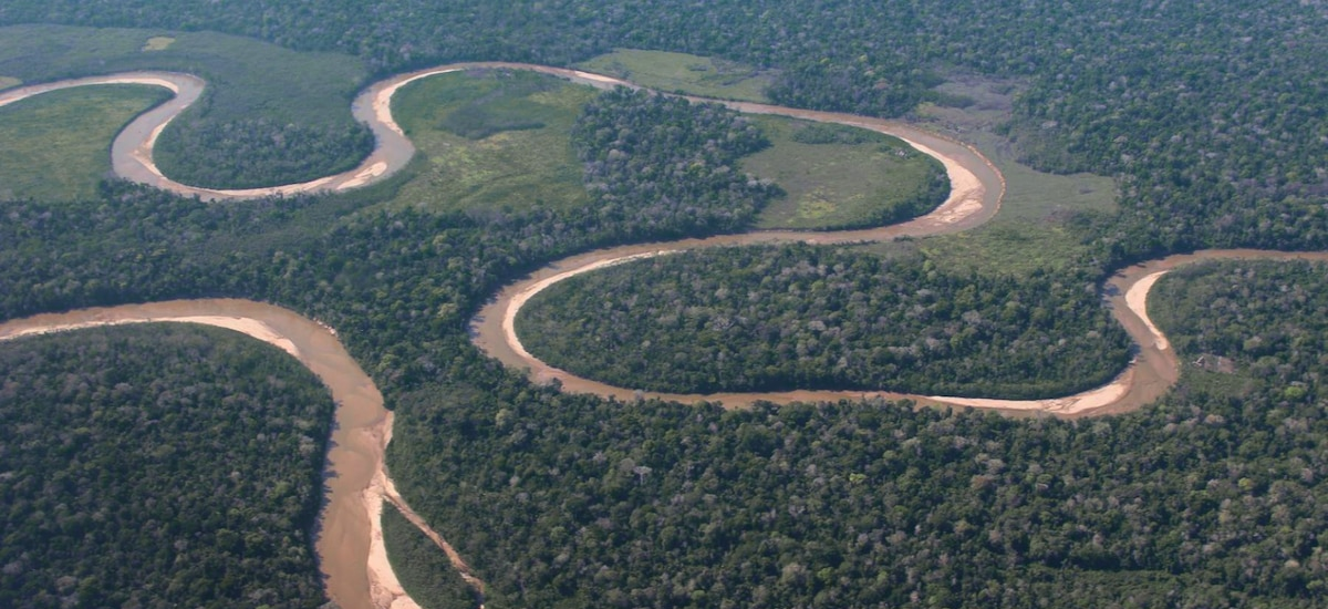 Increíble hallazgo en el río Tigre: científicos peruanos y brasileños revelan nueva especie de pez amazónico en Loreto
