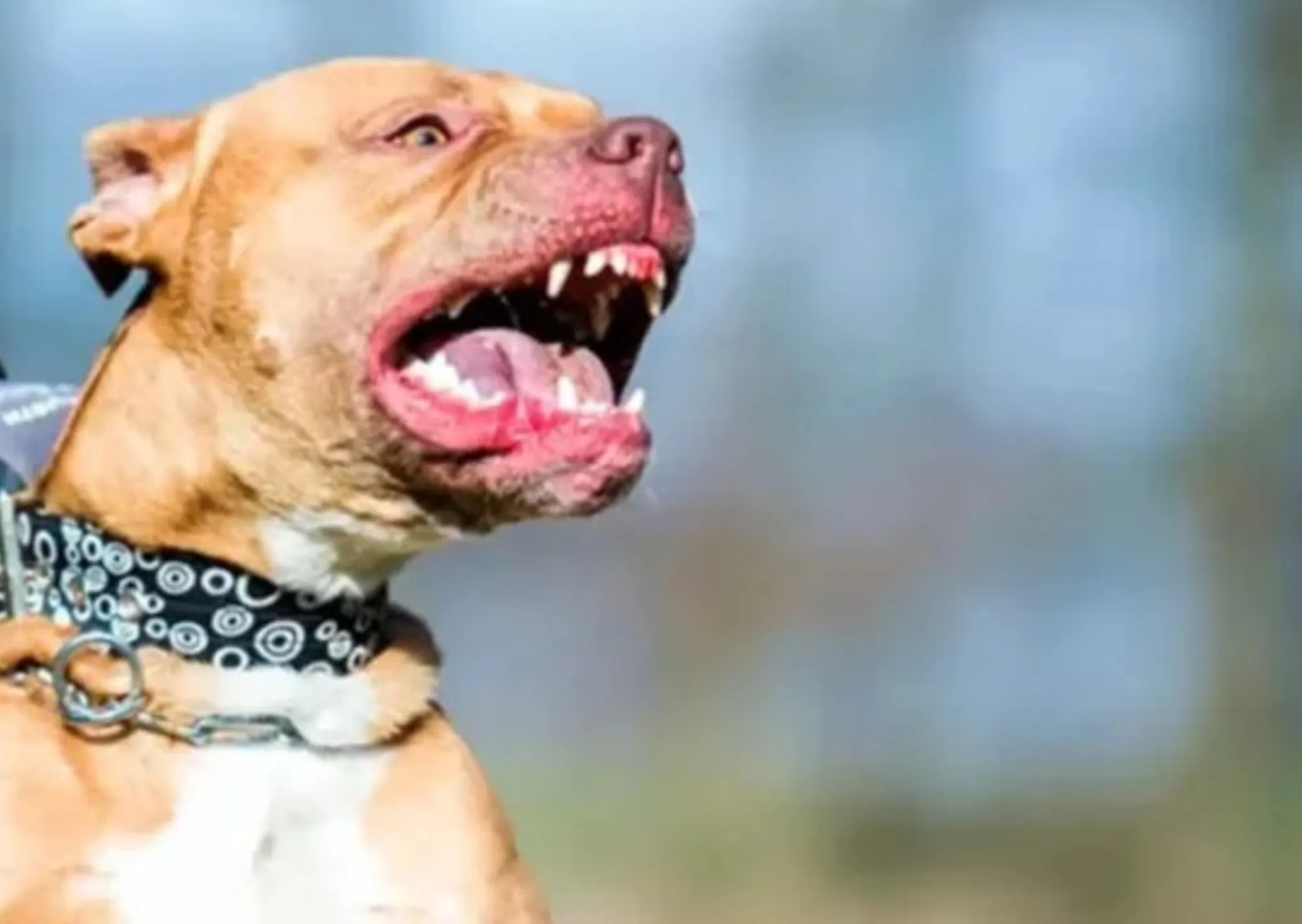Tragedia en Moreno: un perro pitbull mató a un nene de 4 años y detuvieron a su madrina que estaba a cargo