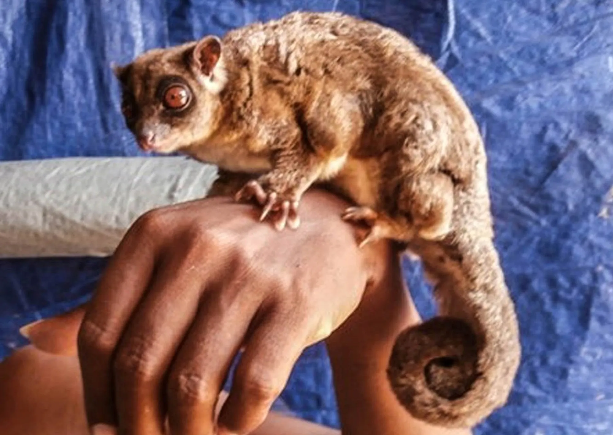 Encuentran ejemplares vivos de marsupiales que creían extintos hace 6.000 años: qué significa "taxón Lázaro" y cuáles son las dos especies redescubiertas