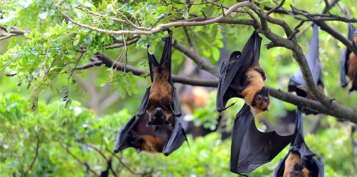Qué significa ver murciélagos en tu casa: por qué su presencia es una buena señal y qué mitos conviene derribar