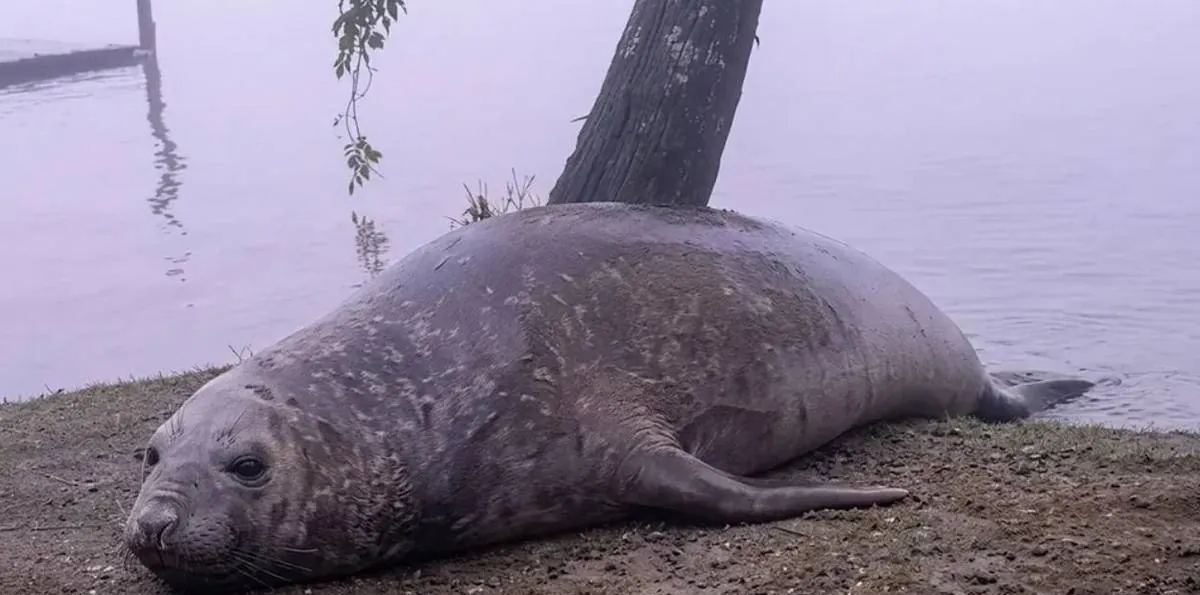 Sorpresa por la aparición de un elefante marino en Escobar: qué se sabe del animal y cómo llegó allí