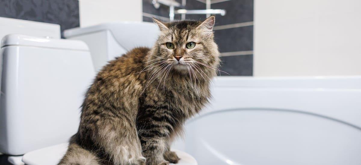 Qué significa que los gatos sigan a sus dueños al baño y cuál es el origen de este comportamiento