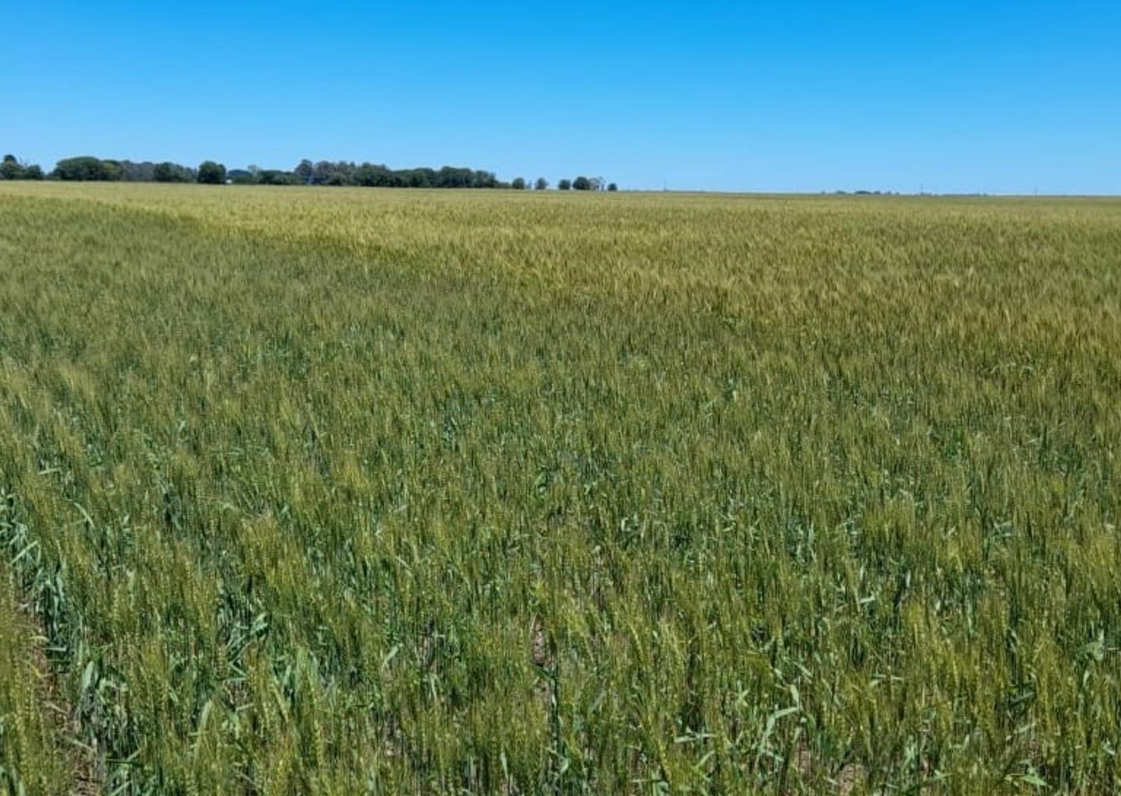 De la mano de los cereales, el uso de fertilizantes creció 3% en 2025 y superó las 5 millones de toneladas