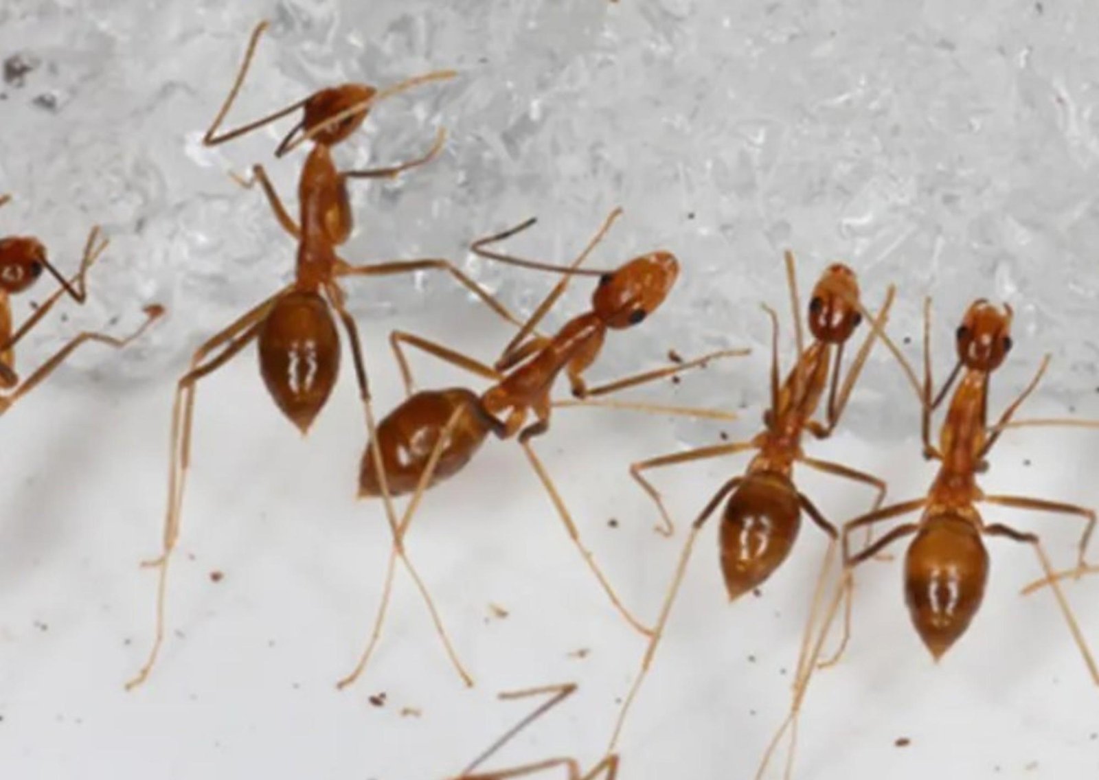 Los investigadores no se lo creen: el hallazgo de un niño de 8 años cambia la ciencia para siempre