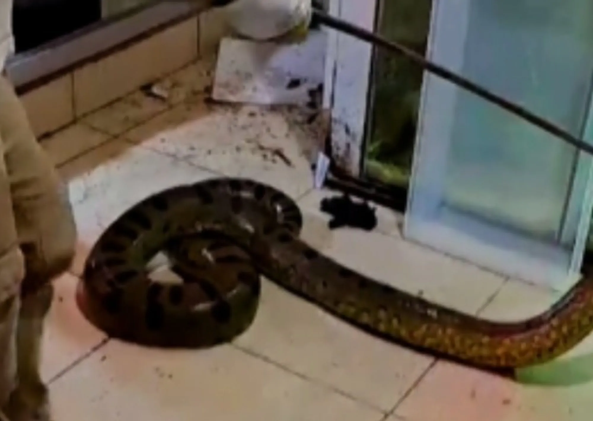 Encuentran escondidos en un sótano enormes serpientes y un caimán