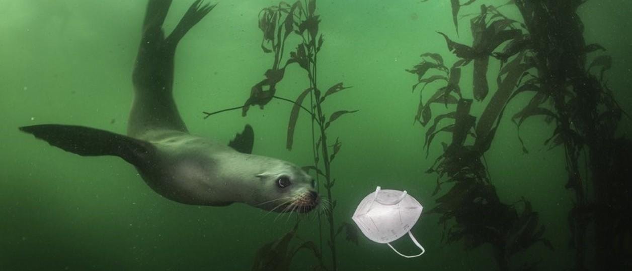 El plan es controvertido y parece el último recurso: se están reintroduciendo nutrias marinas después de que los erizos de mar explotaran y devastaran los bosques de algas