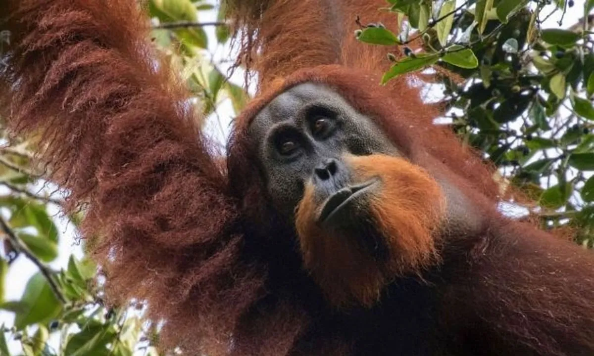 Un estudio aseguró que una tormenta mató al 10% de los simios más raros del mundo