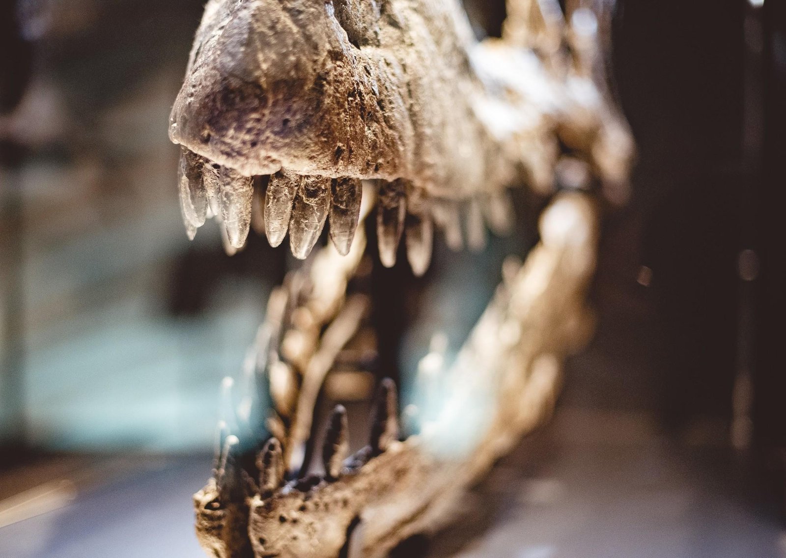 Descubren en España huevos de dinosaurio de hace 72 millones de años