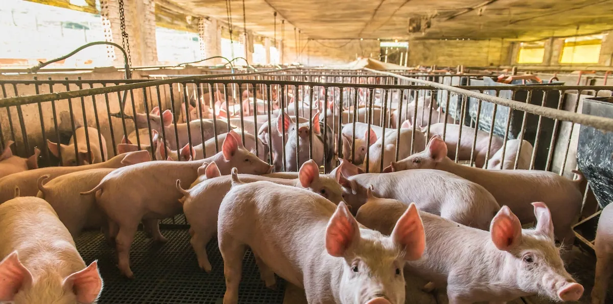En gotas: investigadores usaron exosomas del semen de cerdo para tratar tumores de retina sin pinchar el ojo