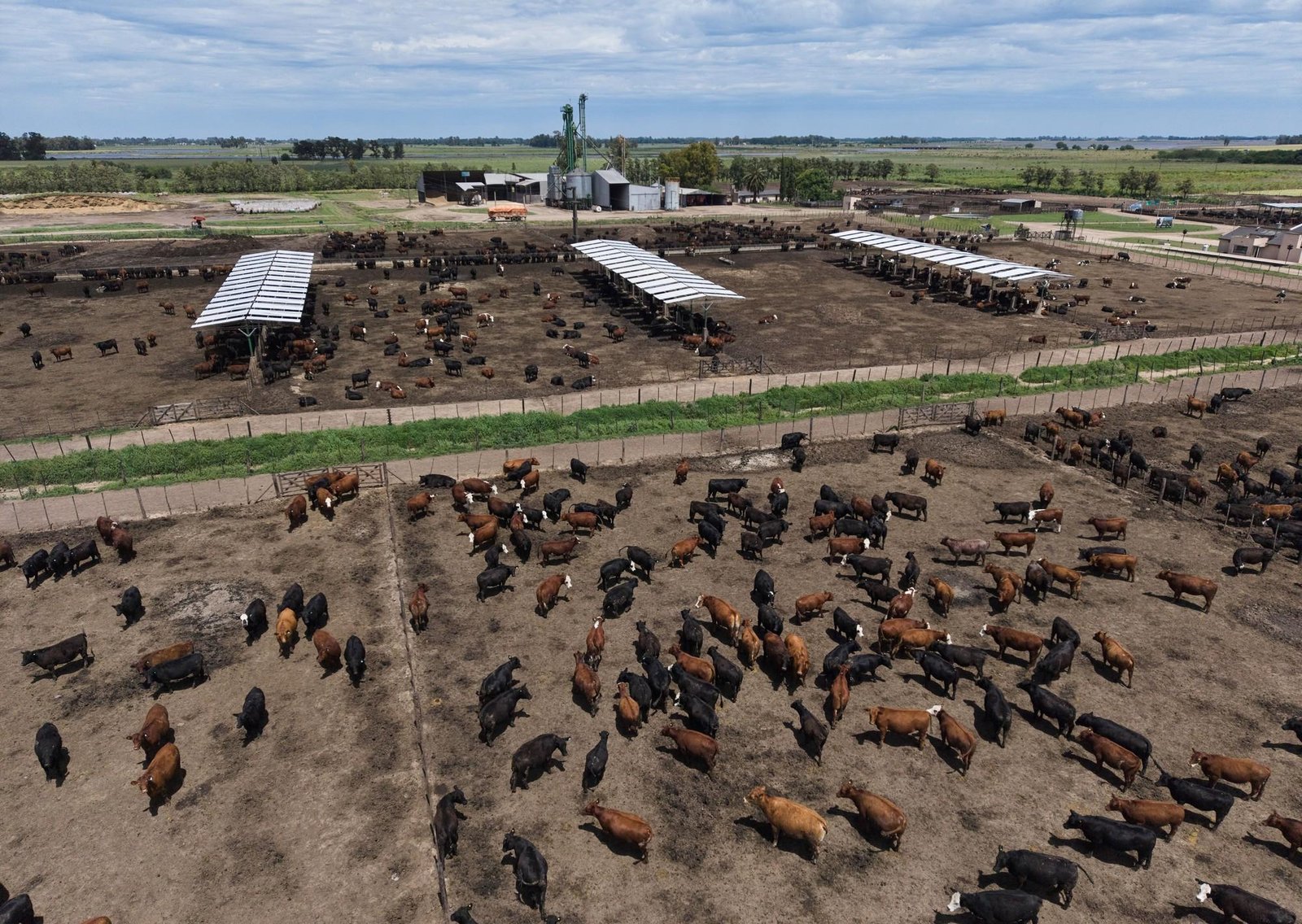 Ganadería argentina top: nuevos sistemas y procesos