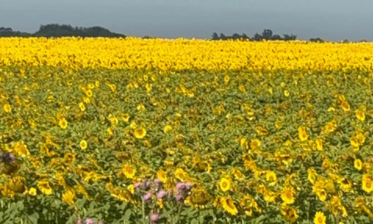 “Un nuevo récord histórico”: proyectan una siembra de 3 millones de hectáreas de un cultivo que es un boom