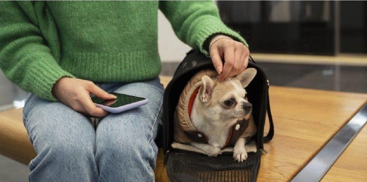 Ya se puede viajar con mascotas en trenes de larga distancia en Argentina: lo que tenés que saber