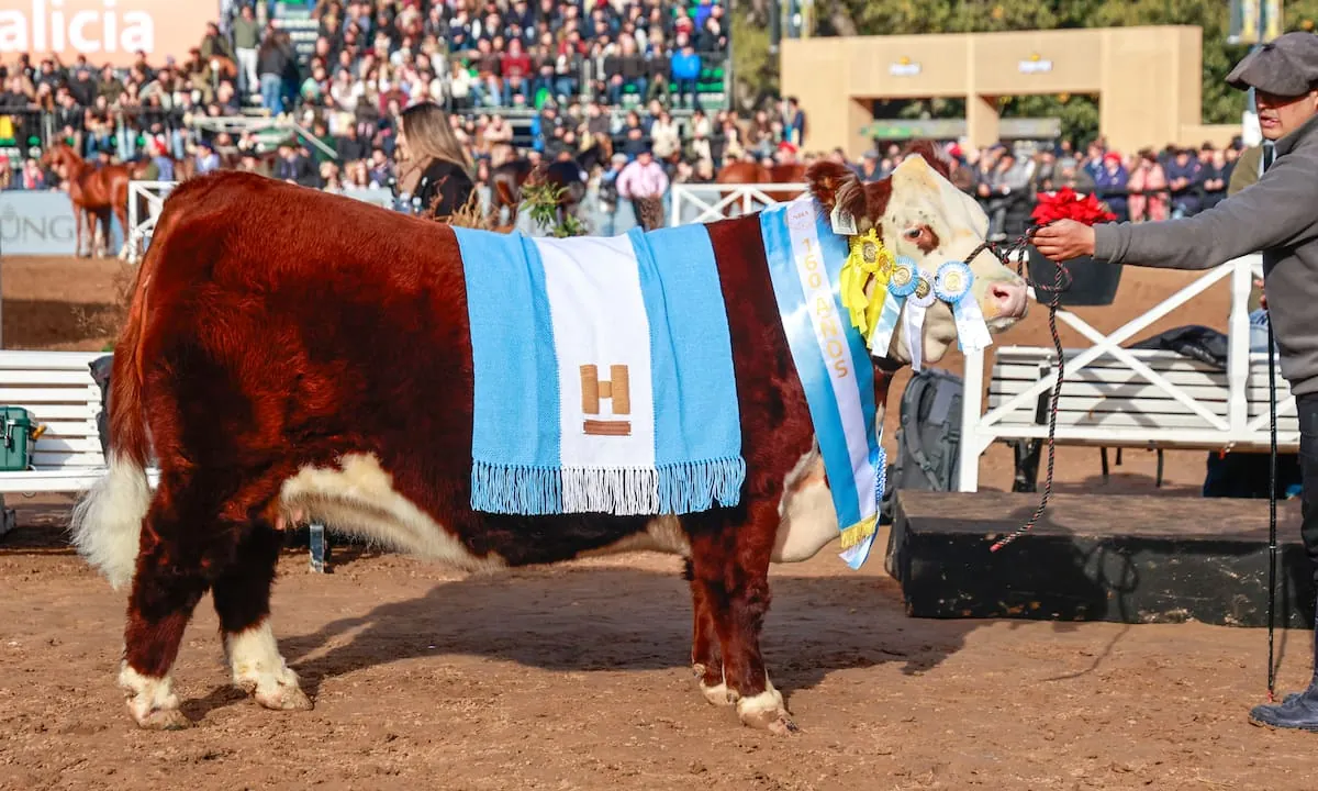 “Le hacen muy bien a la raza”: Hereford eligió a su Gran Campeón Hembra entre una destacada fila de ejemplares