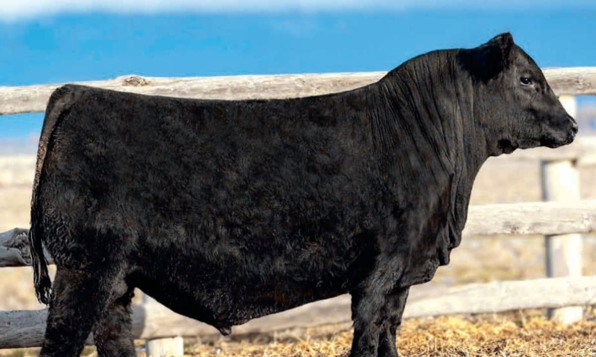 “Es un golazo”: el criador número uno del mundo pagó en Estados Unidos US$270.000 por la mitad de un toro con sangre argentina