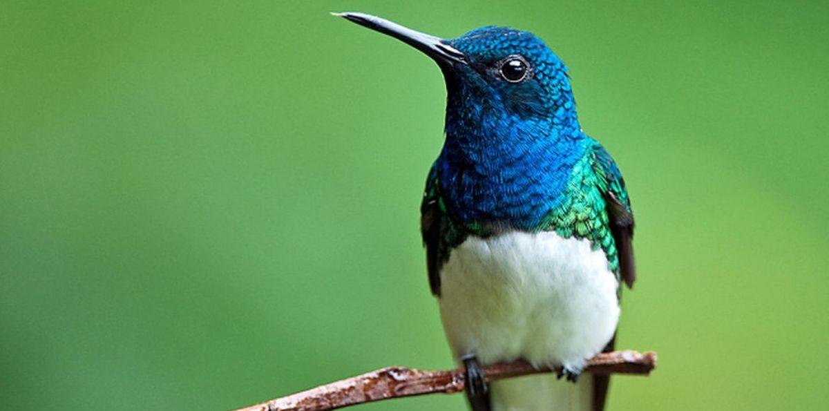 ¿Qué significa ver un colibrí en casa? El poderoso mensaje de abundancia, según el Feng Shui