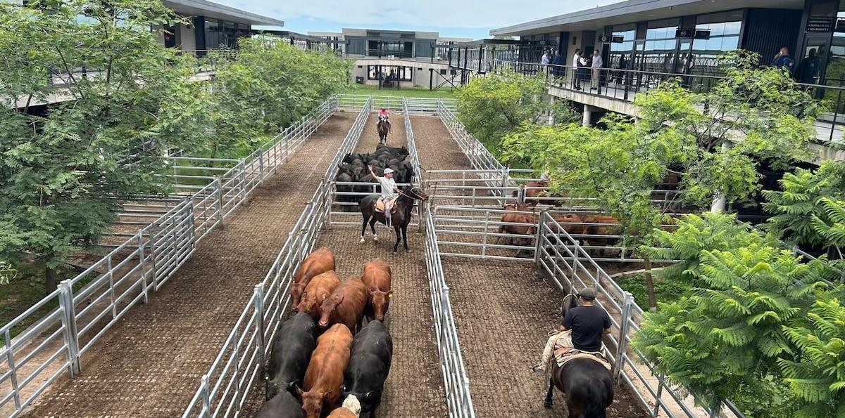 Vacunos: precios con altibajos en el comienzo de la semana en el Mercado Agroganadero de Cañuelas