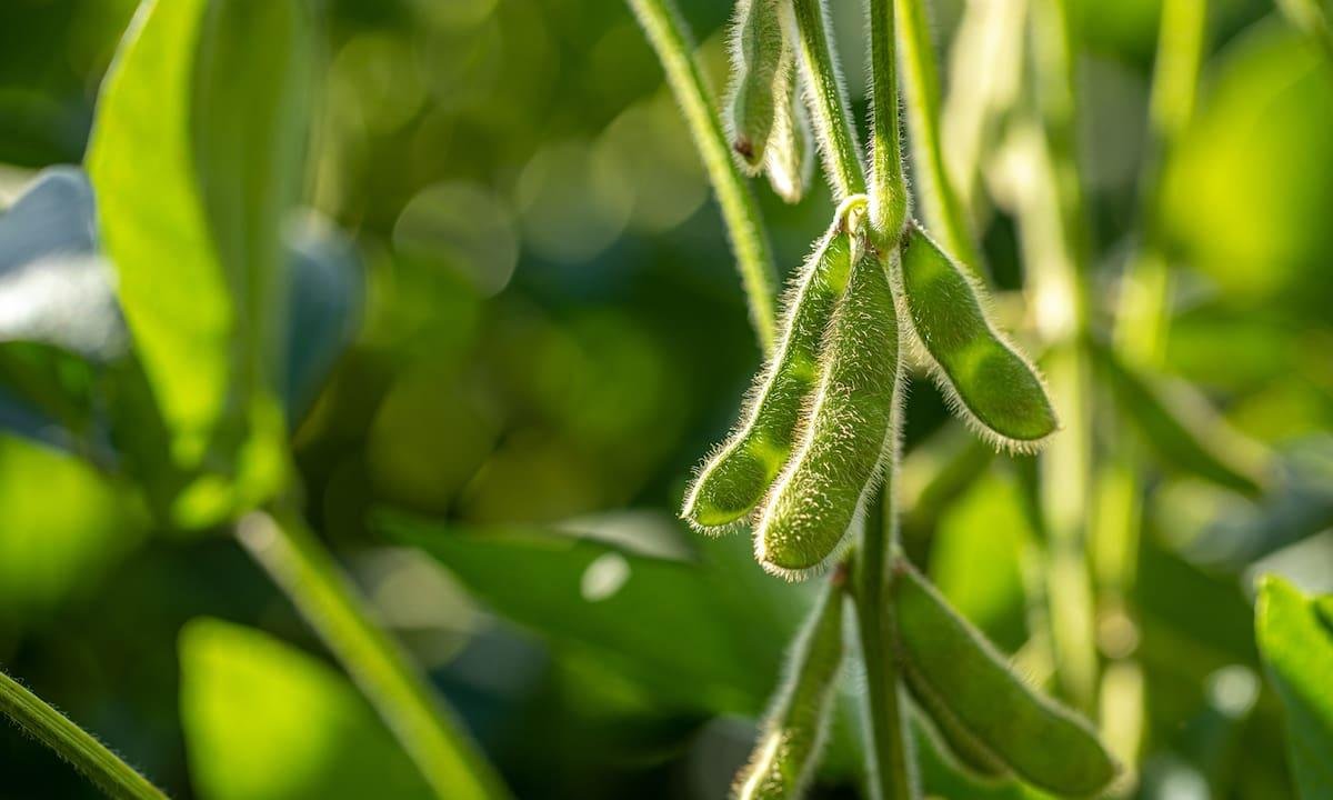 GRANOS: soja y trigo caen, operadores miran más allá de la situación en Irán
