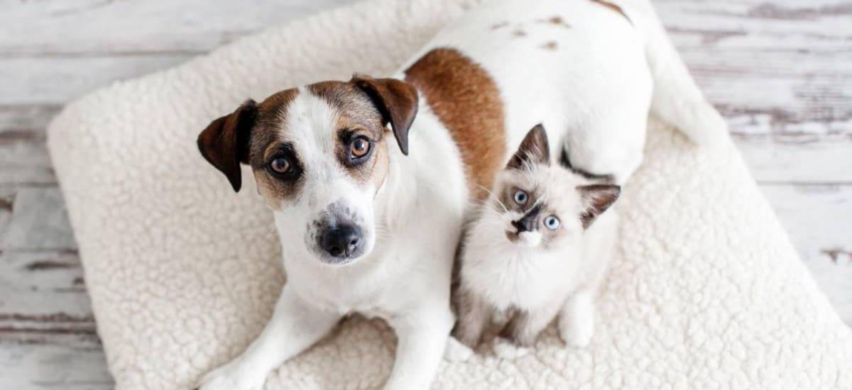 Cambia para siempre la posesión de mascotas en México: se despiden los perros en la calle