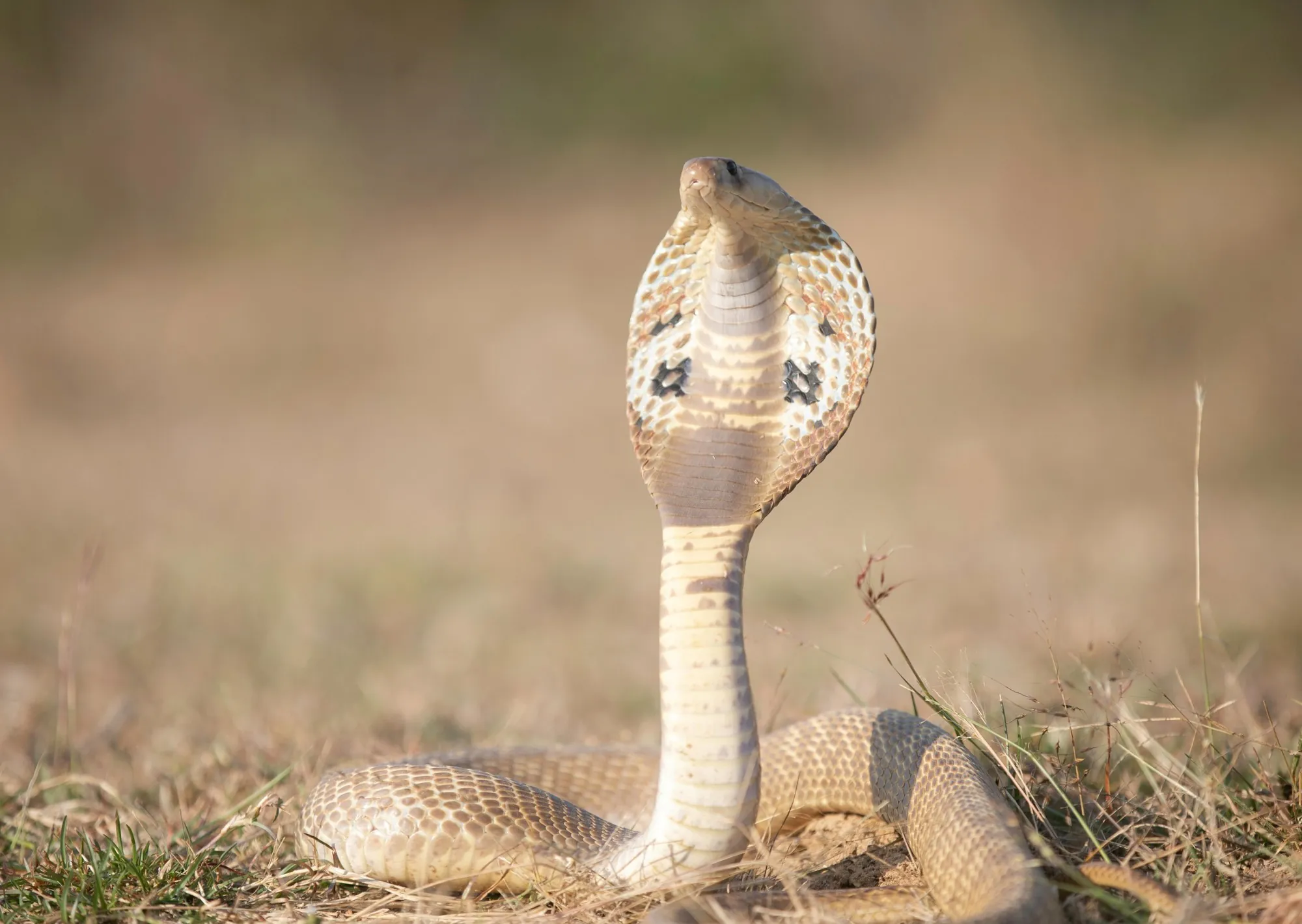 Un turista murió después de que una serpiente se le metiera en sus pantalones y lo mordiera durante un show en un hotel