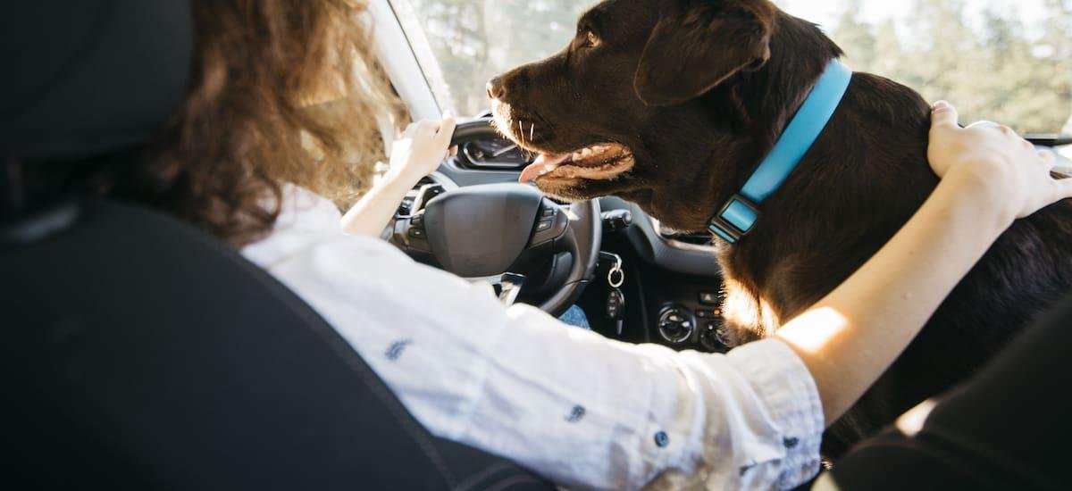 Alerta conductores | El Gobierno multará a todos los que lleven su mascota en el auto: esta es la única manera de evitarlo