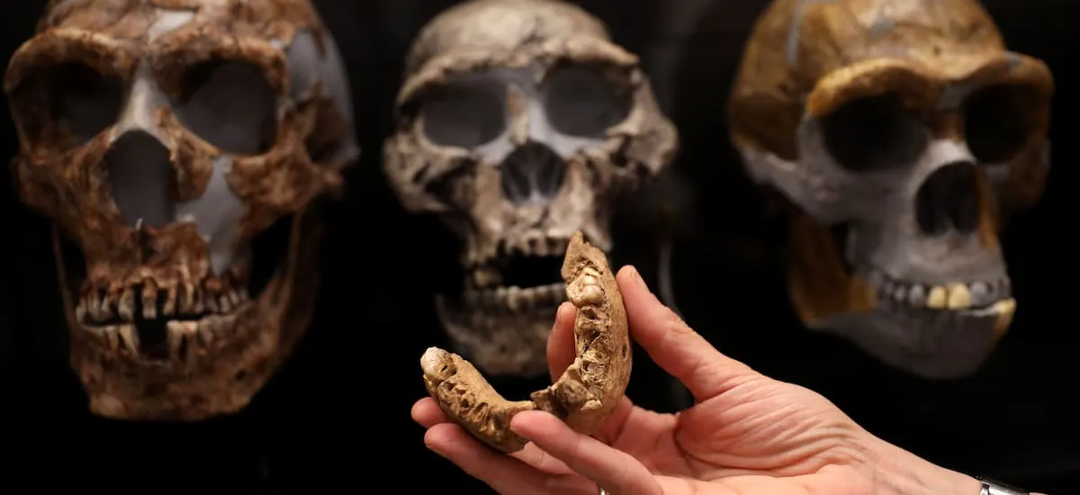 Arqueólogos se encuentran la pista de un eslabón humano perdido: son 13 dientes fósiles de un ancestro desconocido