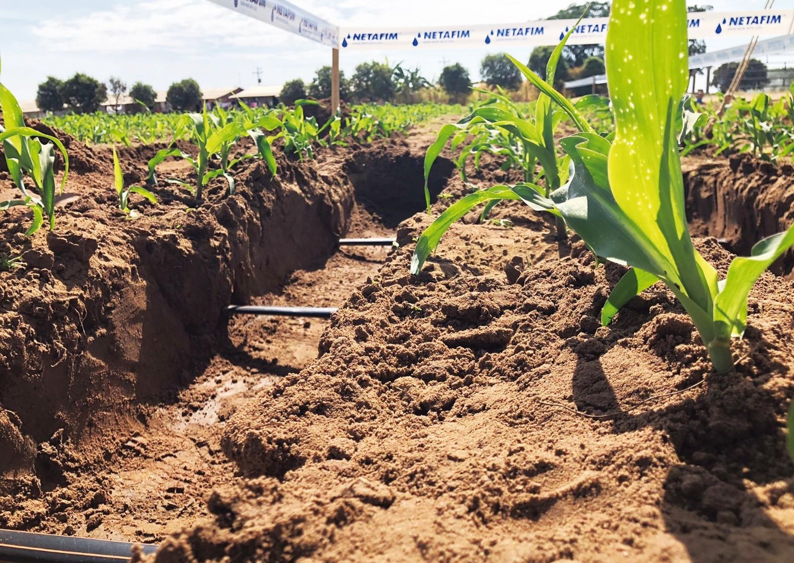 Netafim impulsa el riego por goteo subterráneo en cultivos extensivos, que ya explica el 20% de los nuevos proyectos presurizados