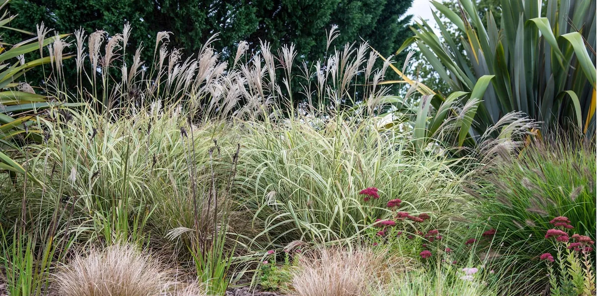 Qué plantas elegir para crear canteros luminosos