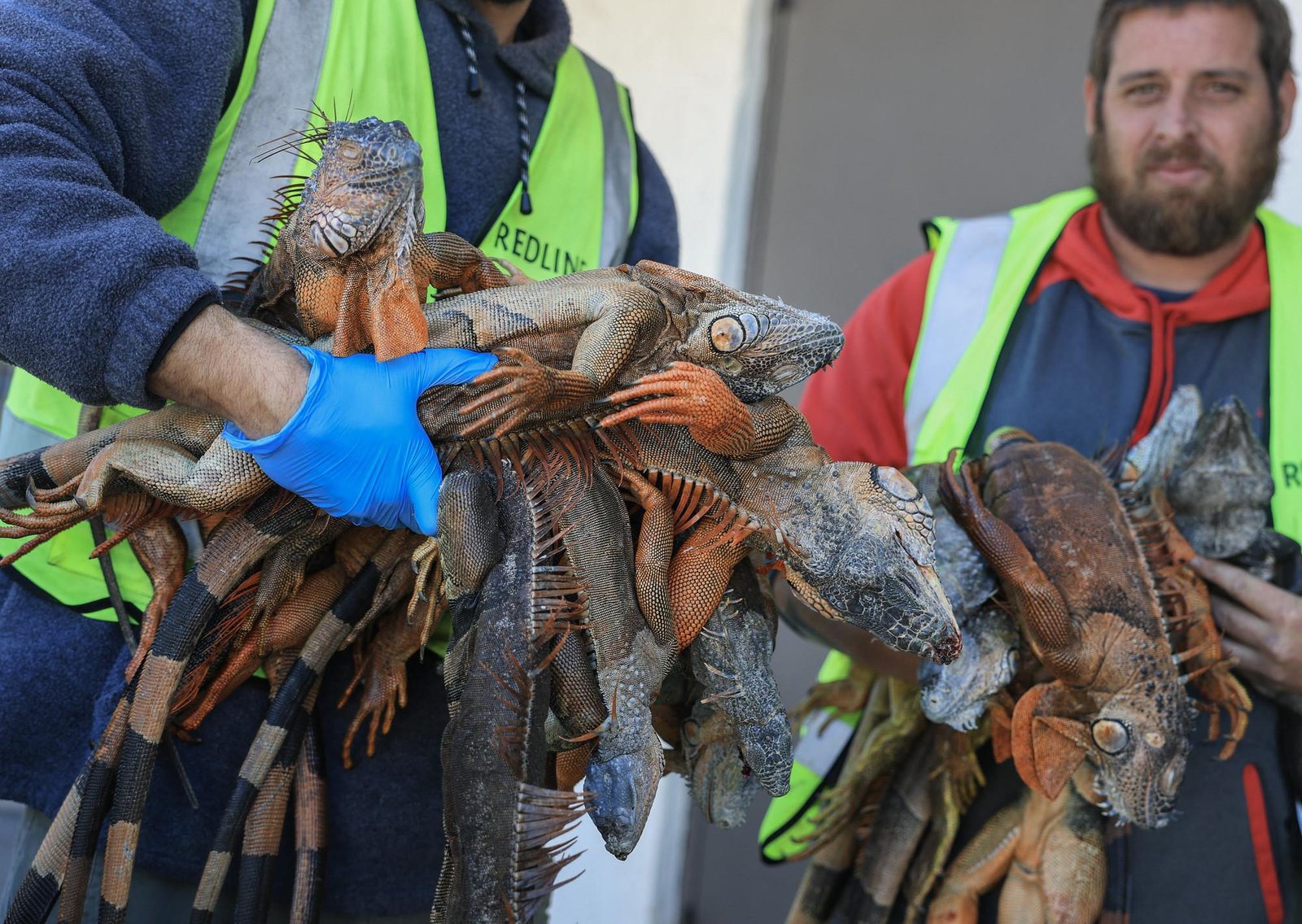 "No más": las autoridades en Miami piden no llevar más iguanas congeladas tras un operativo de caza masivo