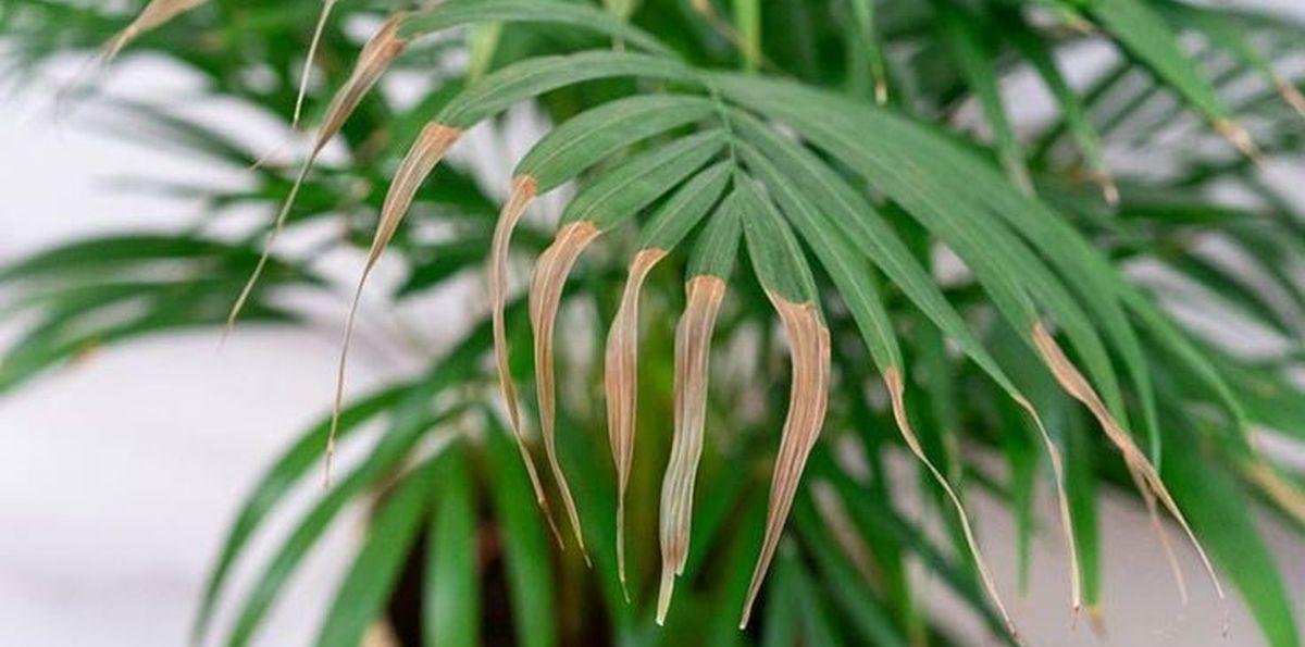 Por qué las puntas de las hojas se ponen marrones en verano y cómo recuperarlas