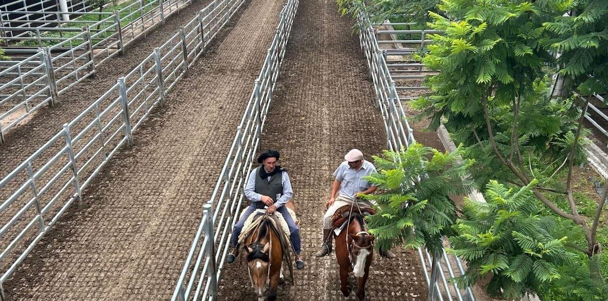 Vacunos: oferta moderada y precios con bajas en el Mercado Agroganadero de Cañuelas