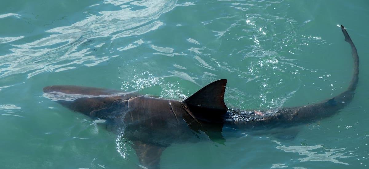 El animal que se va a extinguir en pocos años y la ciencia hace todo lo posible para salvarlo de su destino - El Cronista